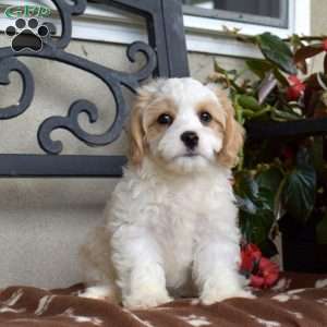 Rex, Cavachon Puppy